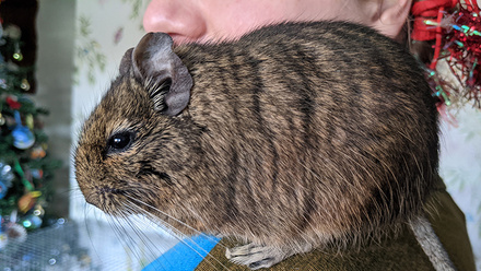 Dale the Degu