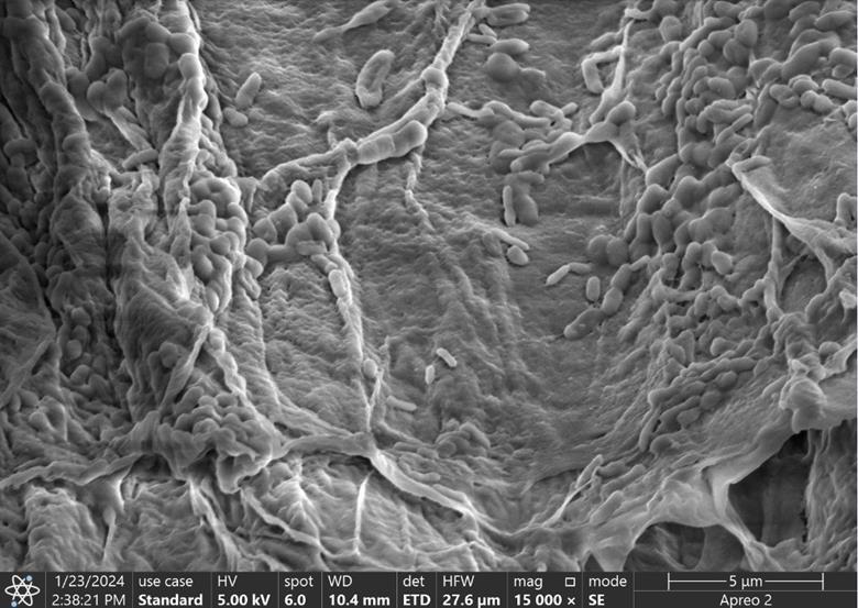 6580_peribacillus_282408 (1).jpg