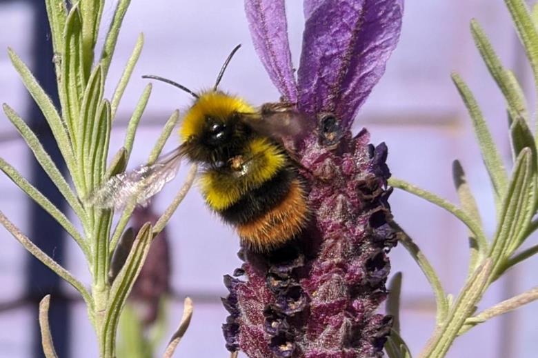 6634_bumblebee_132394_crop (1).jpg