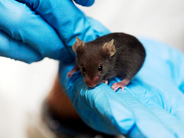 Lab mouse