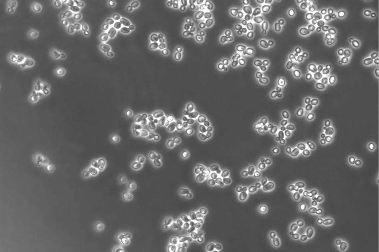 6457_yeast1_256858_crop.png