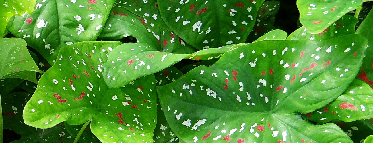 plant biome banner.jpg