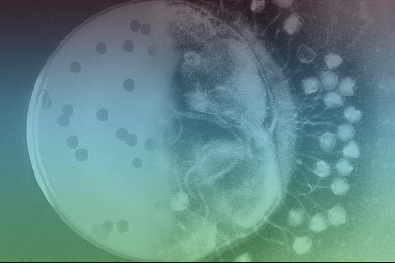 1481_phage_770481_crop.jpg 1