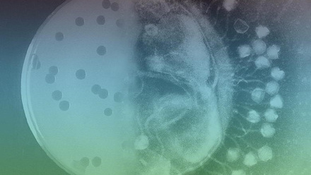 1481_phage_770481_crop.jpg 1