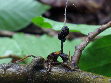 Ophiocordyceps unilateralis